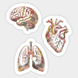 Brain,  Heart,  Lungs - Artistic Illustration of Human Organs Melded with Nature Sticker